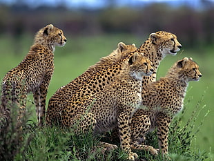 cheetah on grass field HD wallpaper